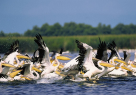 Pelicans, Danube Delta