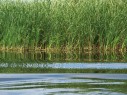 Reeds, Danube Delta